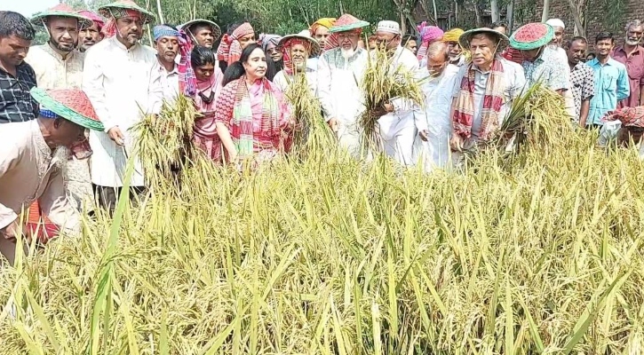 ধর্মপ্রতিমন্ত্রী ও এমপি মিলে কাটলেন ২ বিঘা জমির ধান